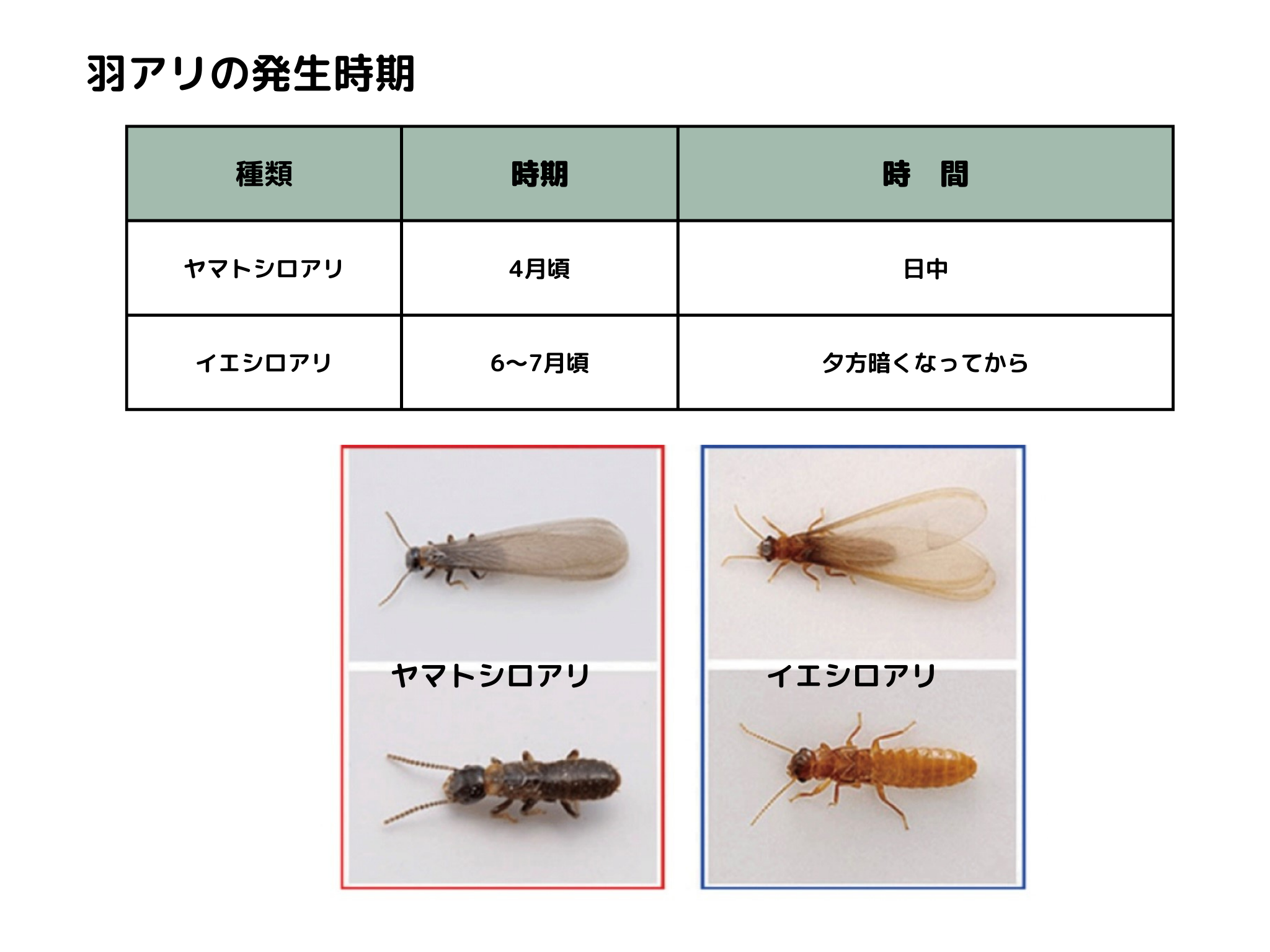 シロアリ の季節です🐜 | 株式会社松原 - マツバラ