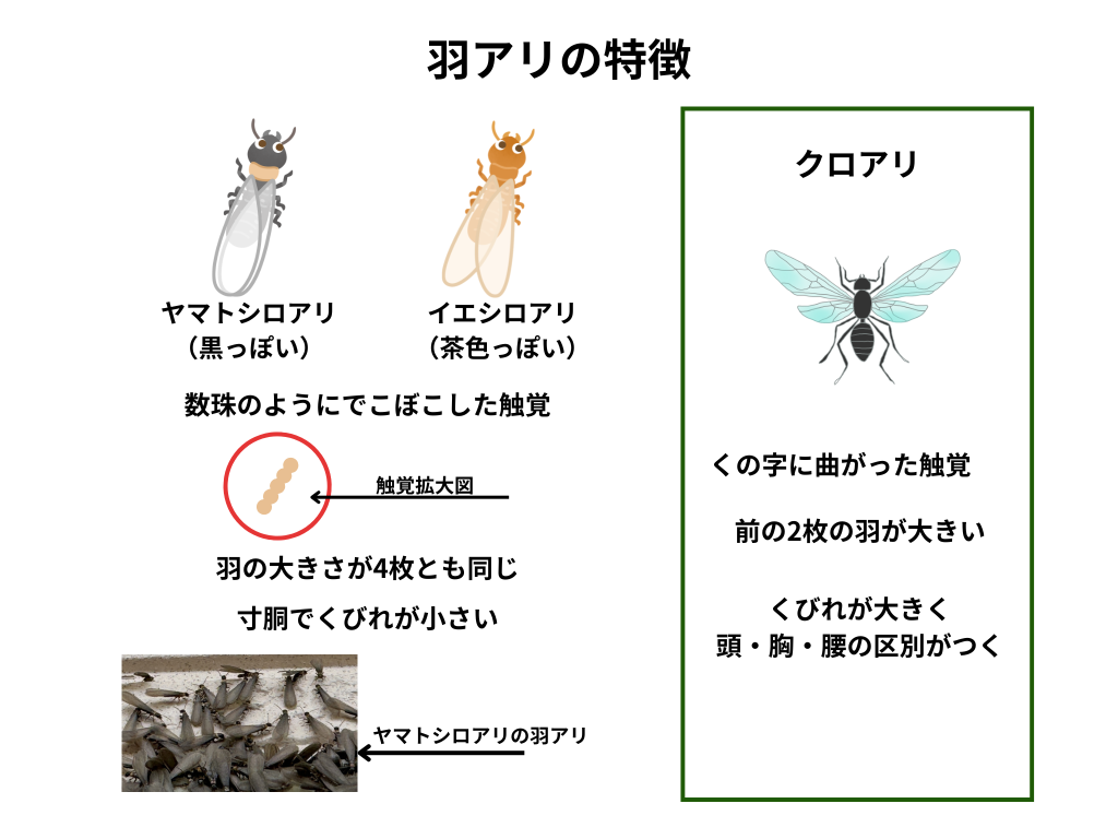 羽アリの特徴